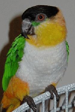 Caique