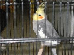 Cockatiel