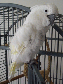 Cockatoo