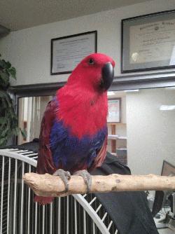 Eclectus