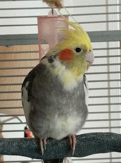 Cockatiel