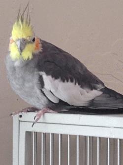 Cockatiel