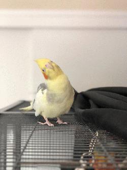 Cockatiel