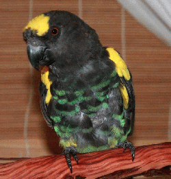 Poicephalus