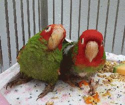 Conures of Telegraph Hill