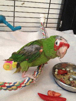 Conures of Telegraph Hill