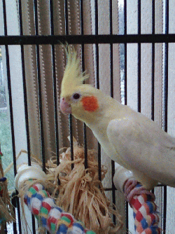 Cockatiel