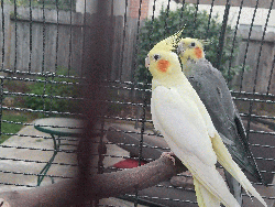 Cockatiel