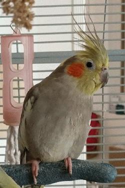 Cockatiel