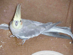 Cockatiel