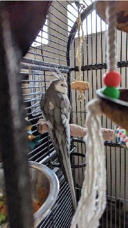 Cockatiel