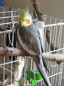 Cockatiel