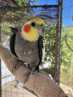 Jerry - Aviary bird