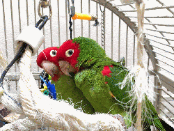 Conures of Telegraph Hill