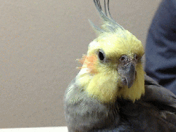 Cockatiel