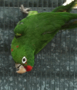 Conure