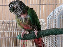 Conure