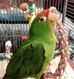 Conures of Telegraph Hill