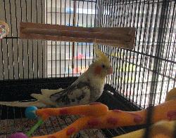 Cockatiel