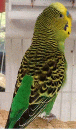 Parakeet