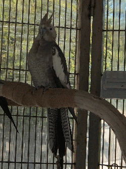 Cockatiel