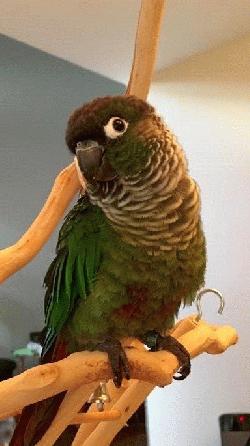 Conure