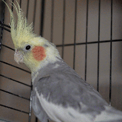 Cockatiel