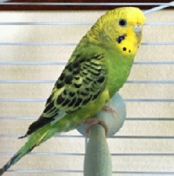 Parakeet