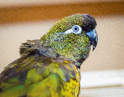 Conure