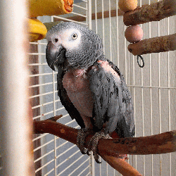 African Grey