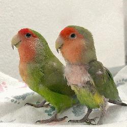 Lovebird