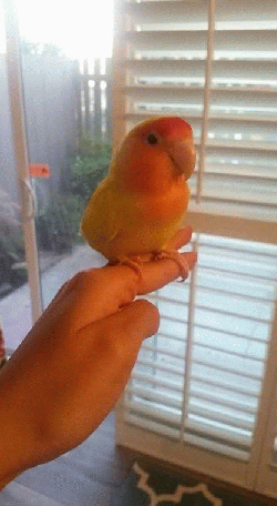 Lovebird