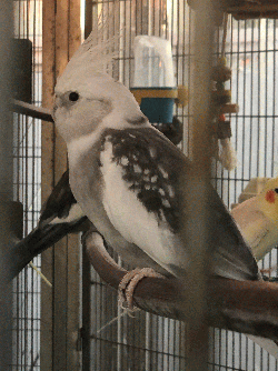 Cockatiel