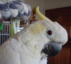 Cockatoo