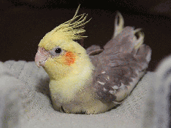 Cockatiel