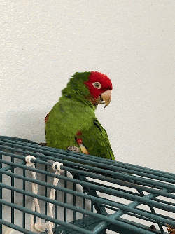 Conures of Telegraph Hill