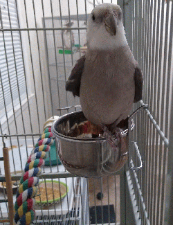 Cockatiel