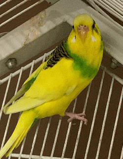 Parakeet