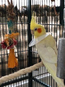 Cockatiel