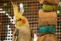 Wyatt - Aviary bird - bonded to Jasper