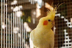 Cockatiel