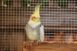 Cockatiel