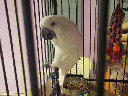 Cockatoo