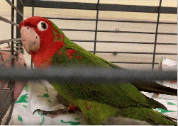 Conures of Telegraph Hill