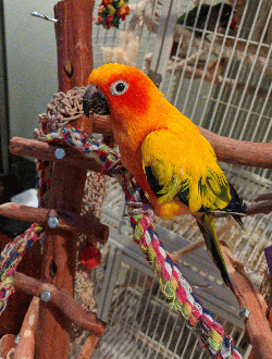 Conure