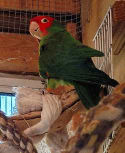 Conures of Telegraph Hill