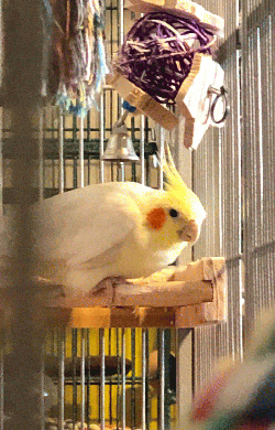 Cockatiel