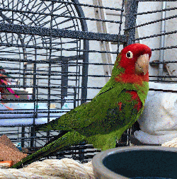 Conures of Telegraph Hill