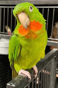 Conure