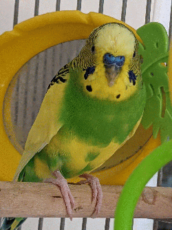 Parakeet